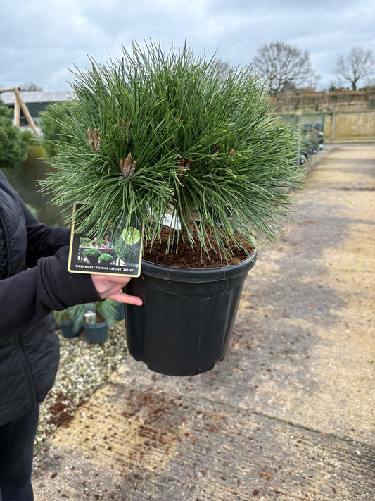 Pinus Nigra Brepo 8 Litre Pot