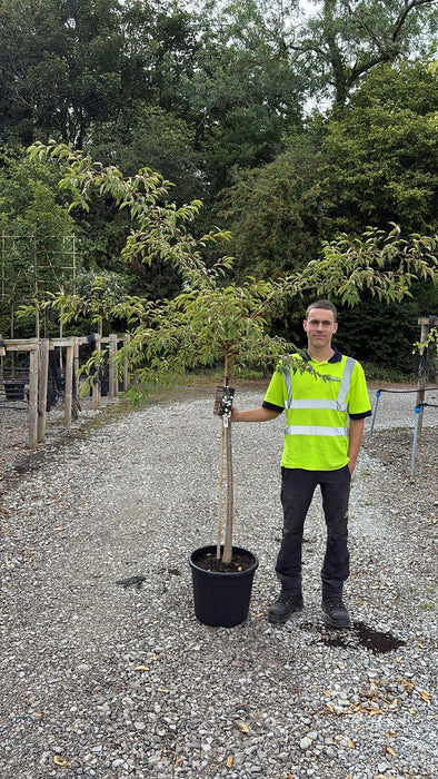 Prunus subhirtella Autumnalis Rosea 25 Litre Pot