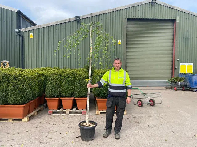 Betula Pendula Youngii 15 Litre Pot