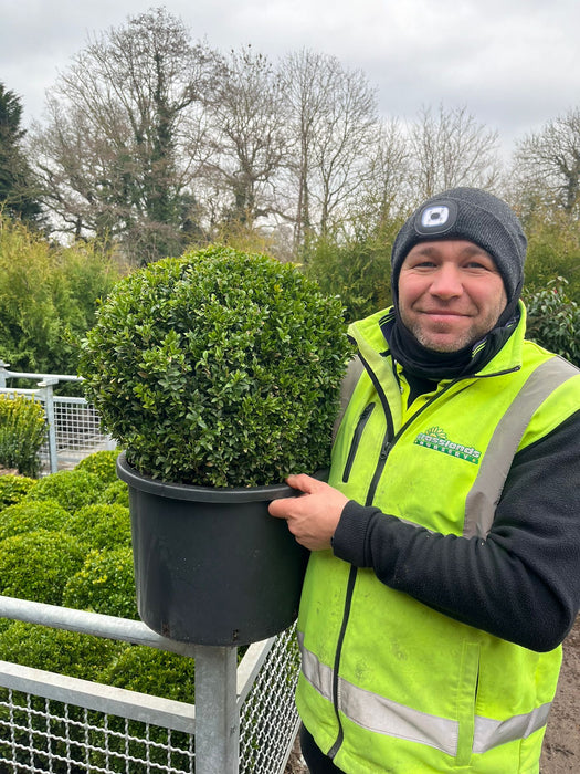 Buxus Ball 40cm Root Ball