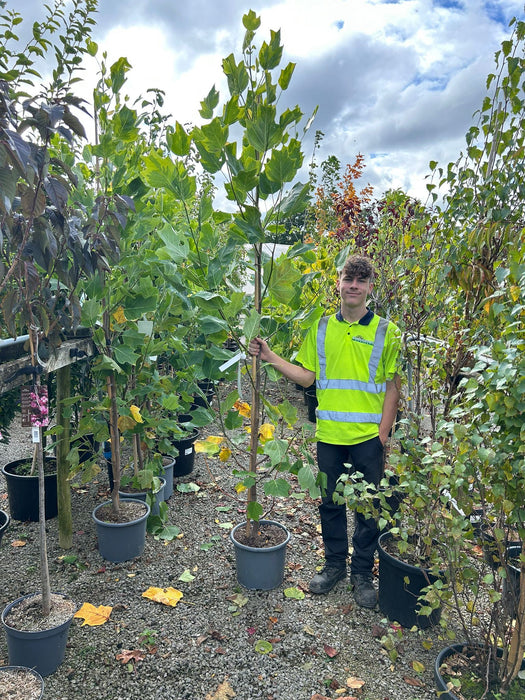 Liriodendron tulipifera Aureomarginatum 15 Litre Pot