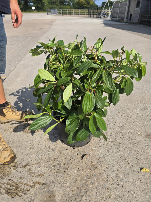 Viburnum Davidii 20 Litre Pot 60/80cm