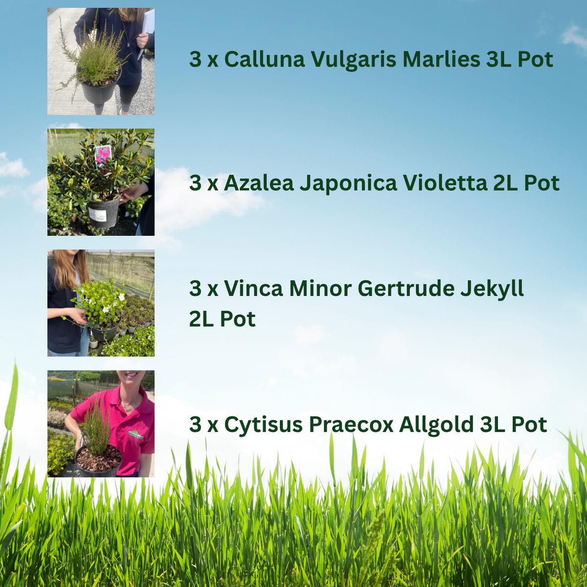 12 x Hardy Shrub Plants Border Pack