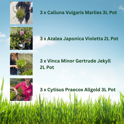 12 x Hardy Shrub Plants Border Pack