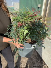 Nandina Domestica Obsessed 10 Litre Pot