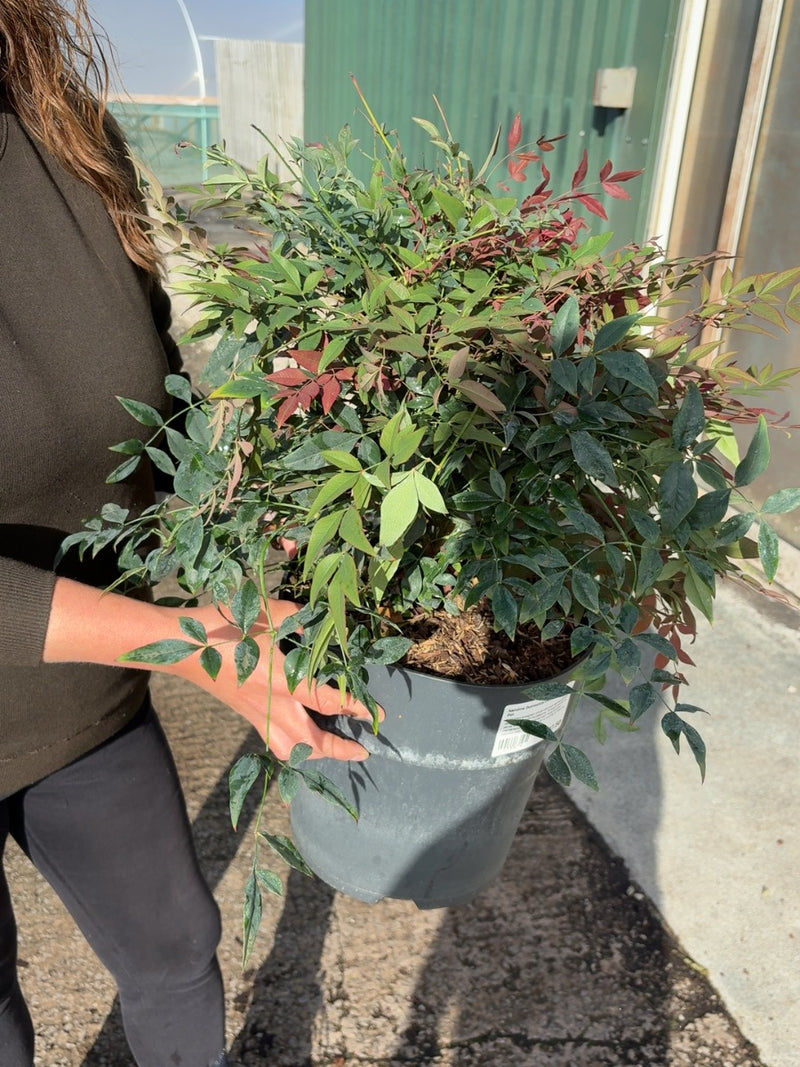 Nandina Domestica Obsessed 10 Litre Pot