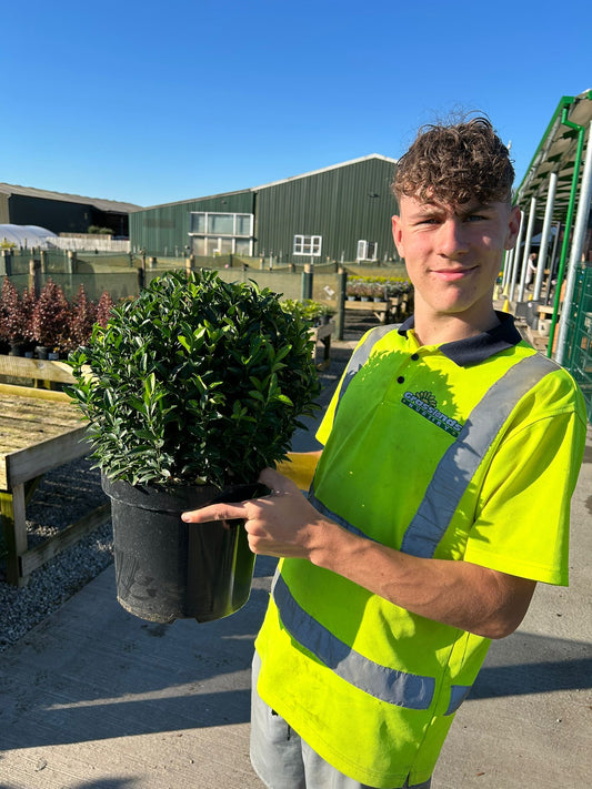 Euonymus Jap. Green Spire Ball 7.5 Litre Pot 30cm