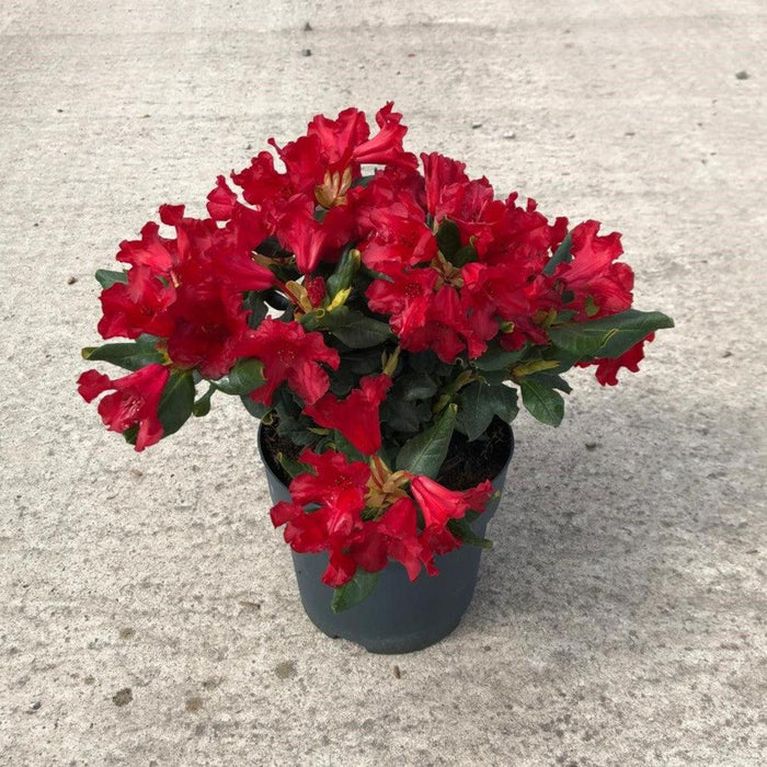 Rhododendron Baden Baden 6 Litre Pot