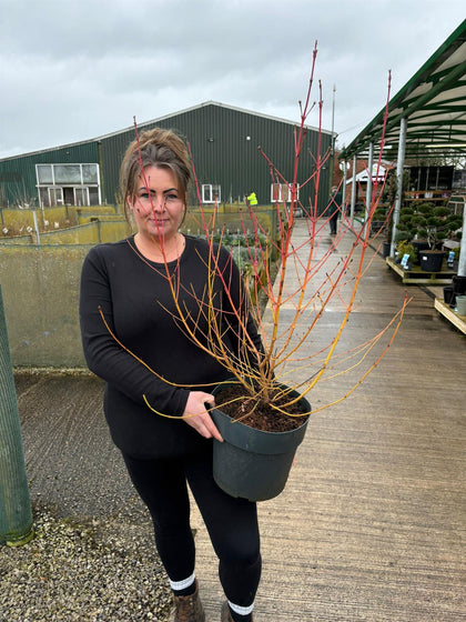 Cornus Mid Winter Fire 10 Litre Pot
