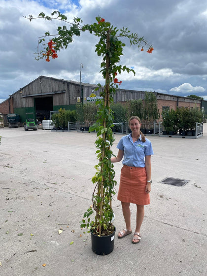 Campsis tag. Mme Galen  20 Litre 200/250cm Tall