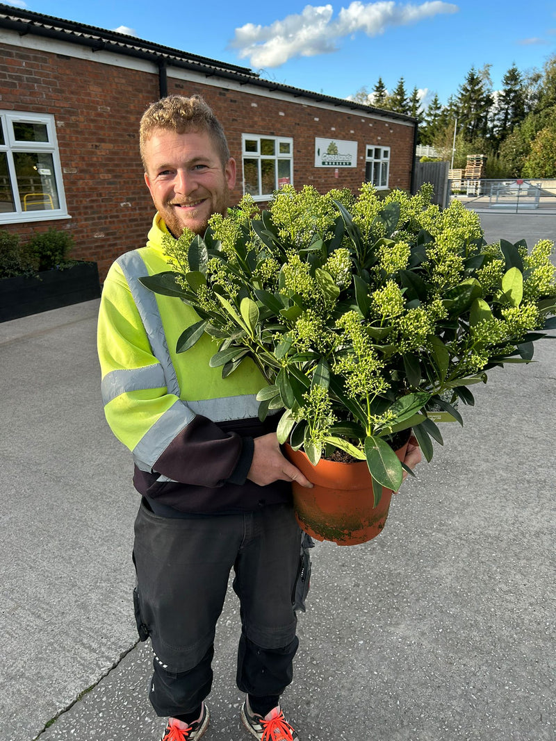 Skimmia Finchy 10 Litre Pot