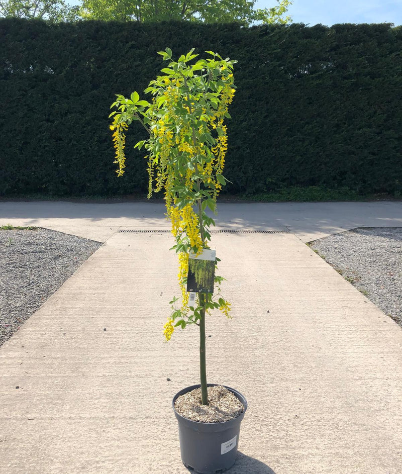 Laburnum Vossii 10 Litre Pot