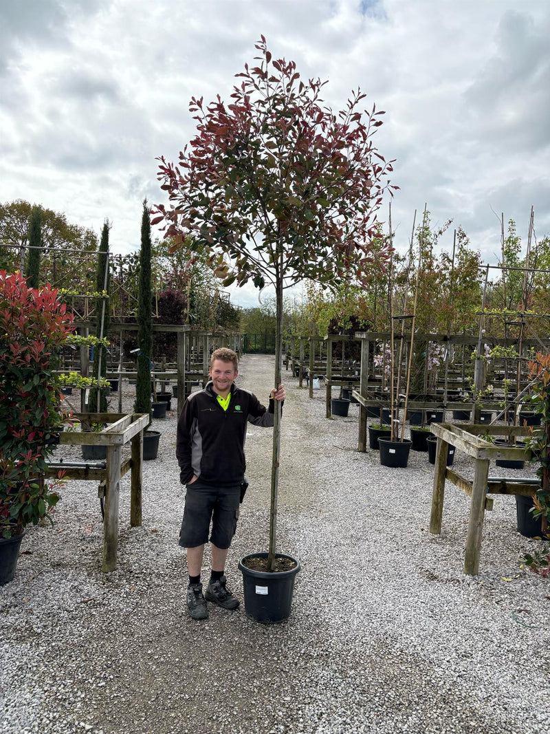 Photinia x fraseri Pink Marble Standard 30 Litre Pot