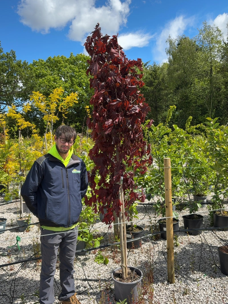 Acer Platanoides Crimson Sentry 15 Litre Pot