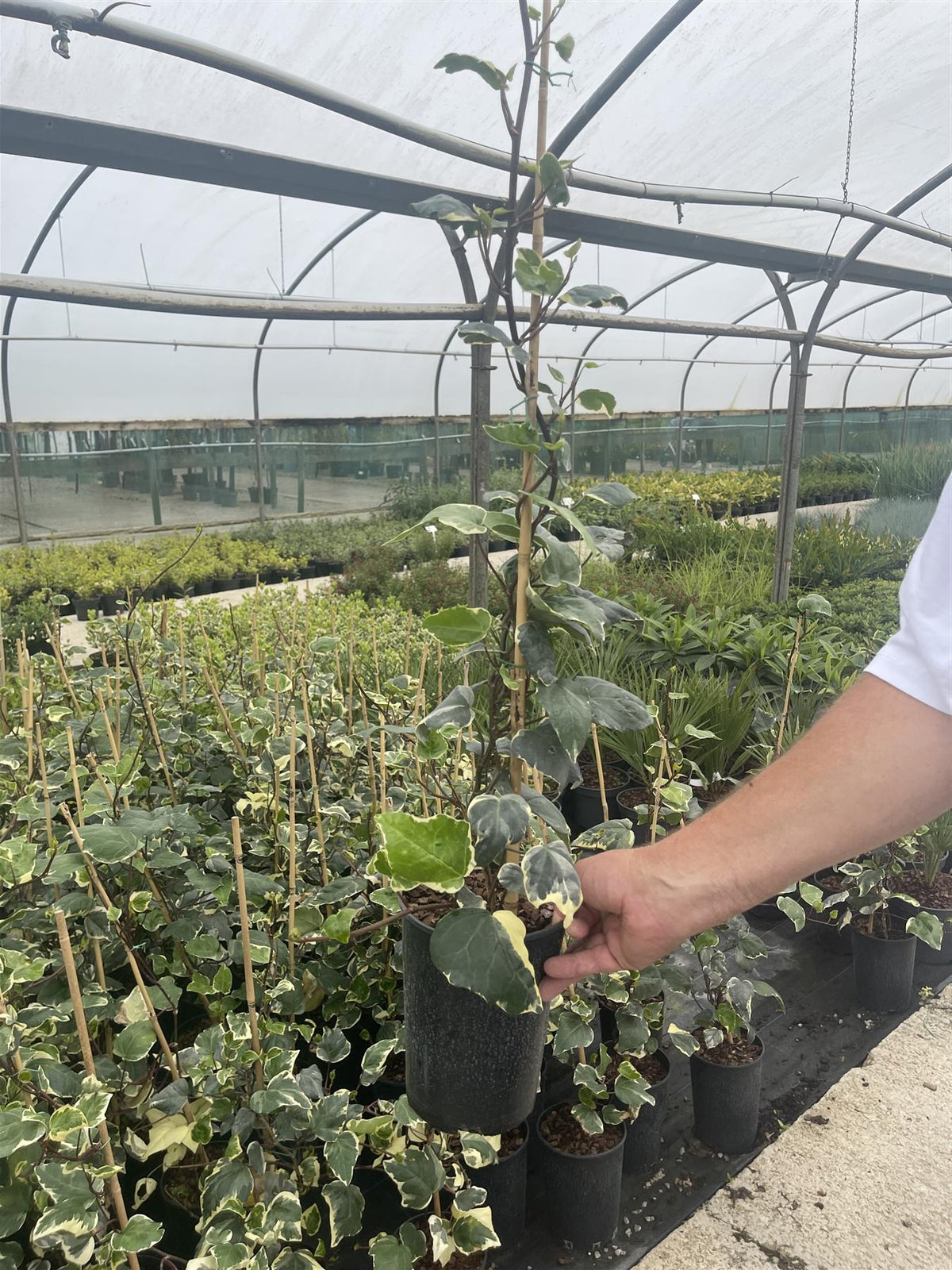 Hedera Glorie de Marengo 7 Litre Pot