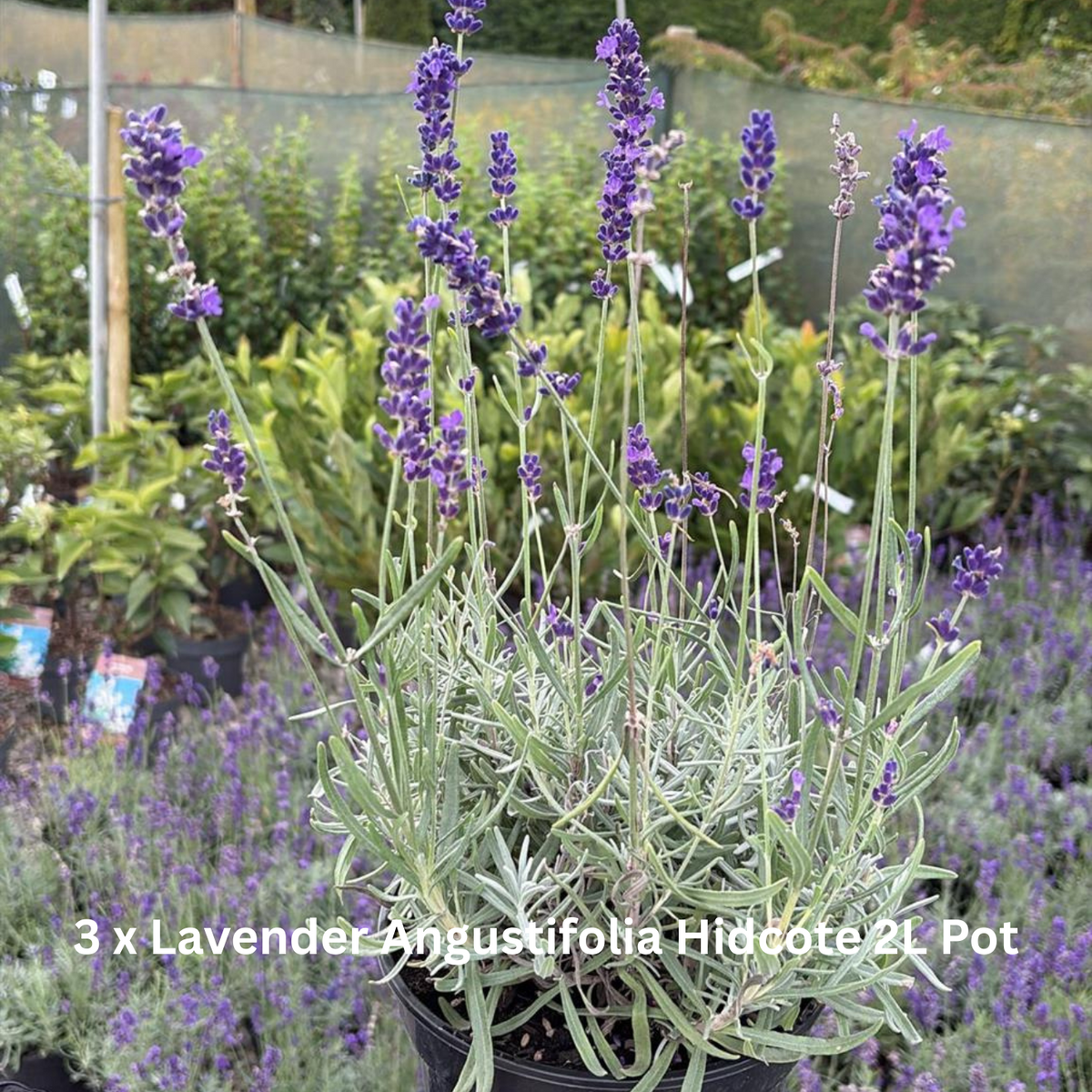 12 x Perennial Plants Butterfly & Bee Border Pack