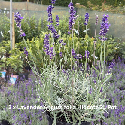 12 x Perennial Plants Butterfly & Bee Border Pack