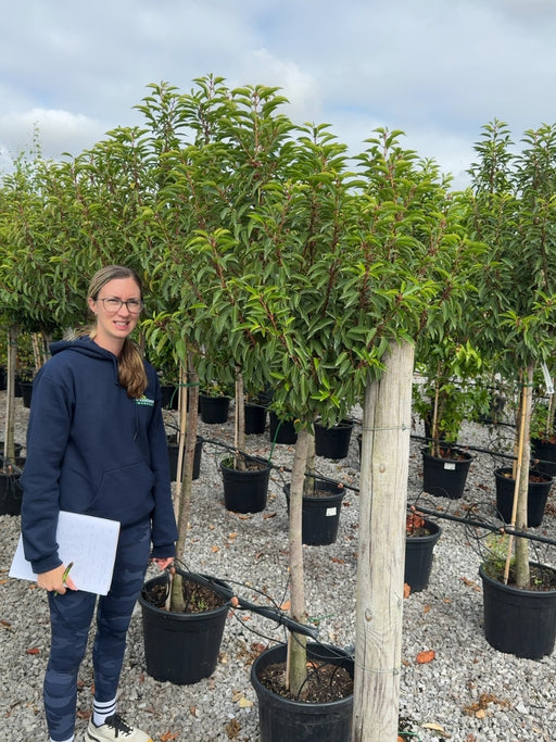 Prunus Lus.Mytrifolia Half Standard 30 Litre Pot