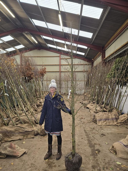 Cornus Kousa Milky Way 7/10cm Standard Rootballed