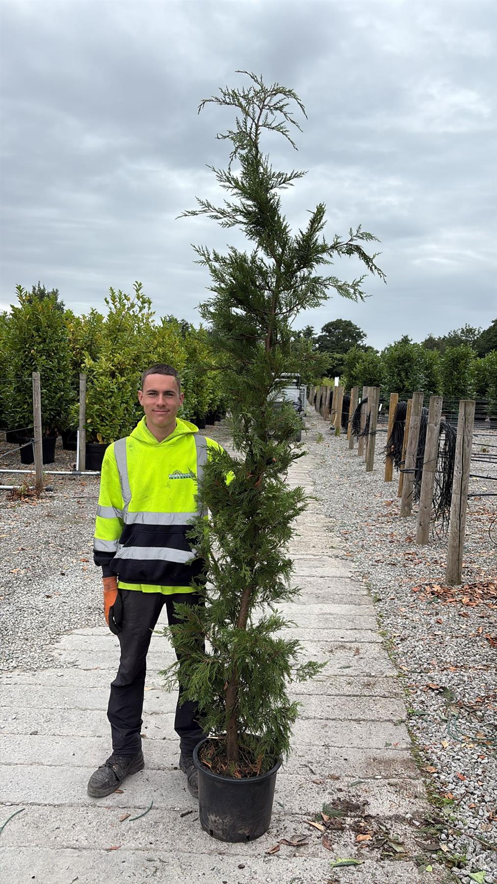 Leylandii Hedging 20 Litre Pot 225/250cm