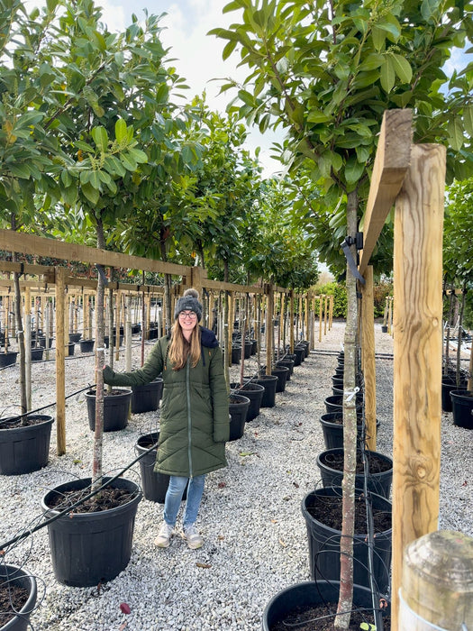 Prunus laur. Novita Cherry Laurel Full Standard 12/14cm