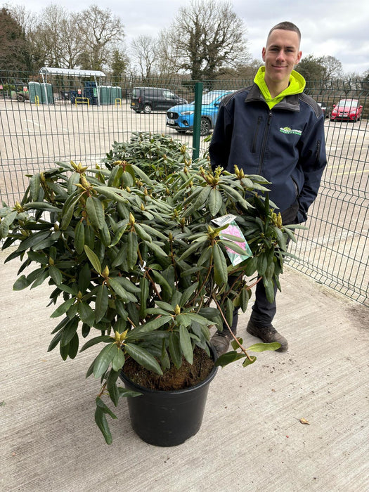 Rhododendron Hybrid 'Roseum Elegans' 40 Litre Pot