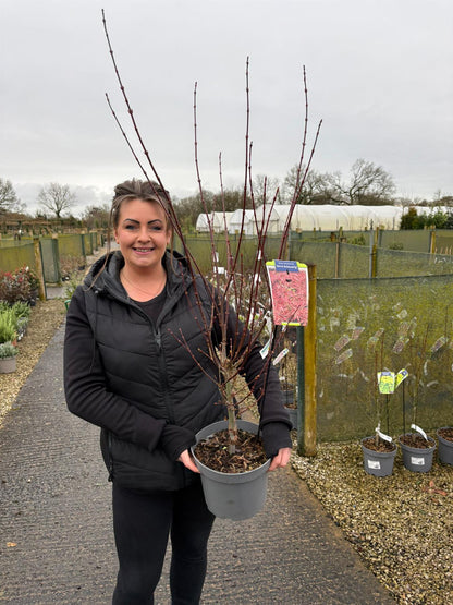 Acer Palmatum Jerre Schwartz 5 Litre Pot