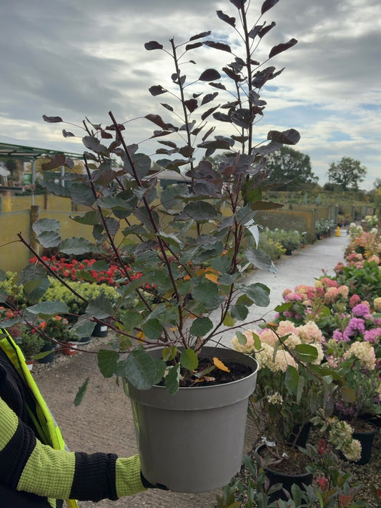 Cotinus cog. Dusky Maiden 10 Litre Pot