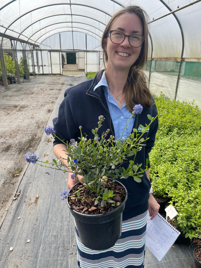 Ceanothus Impressus Victoria 3 Litre Pot