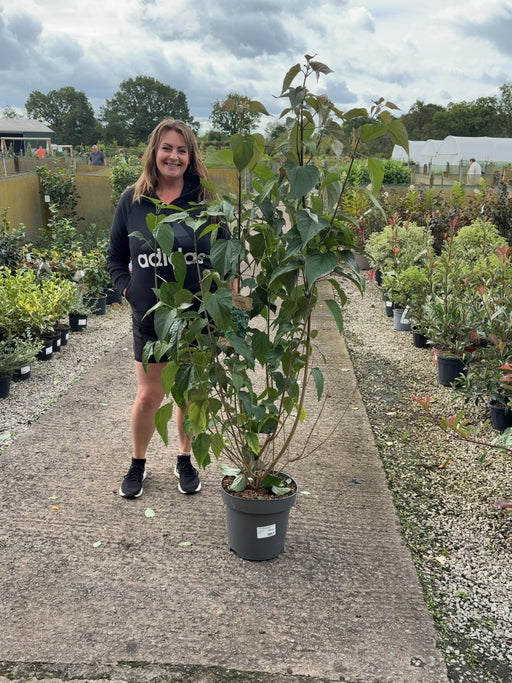 Clerodendron Trichotomon Fargesii 12 Litre 100-125cm