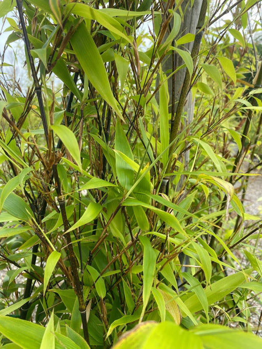 Bamboo Phyllostachys Nigra 18 Litre Pot 200cm
