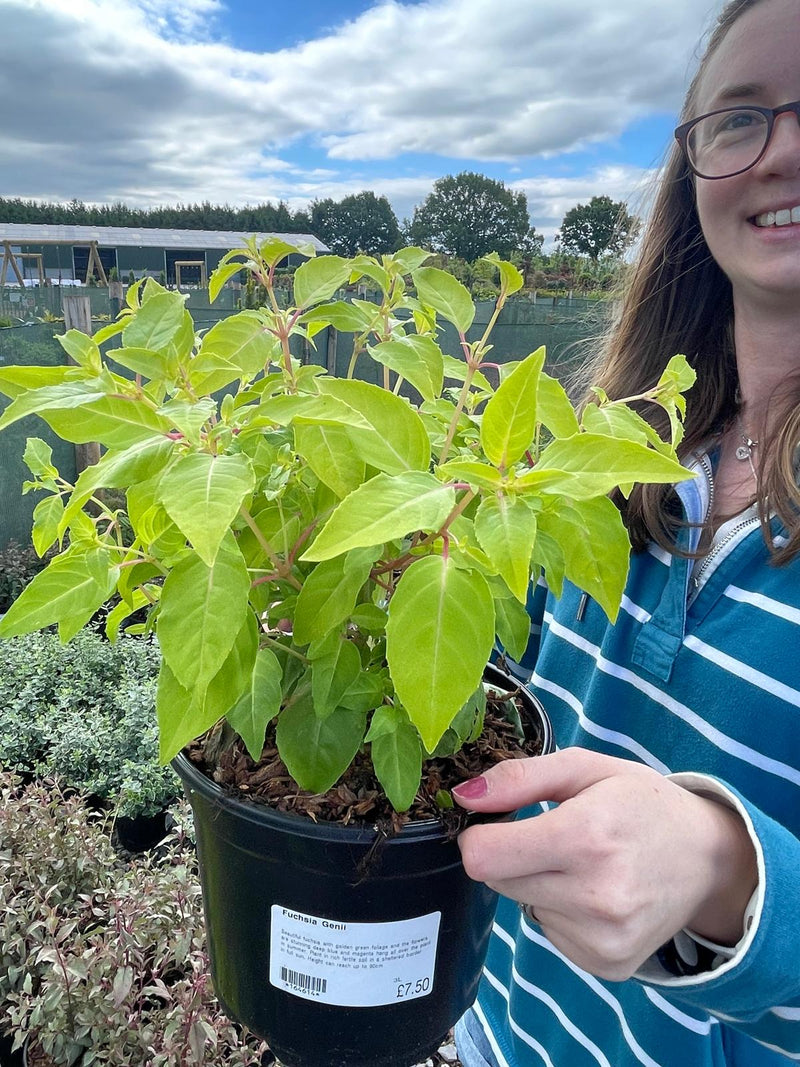 Fuchsia Genii 3 Litre Pot