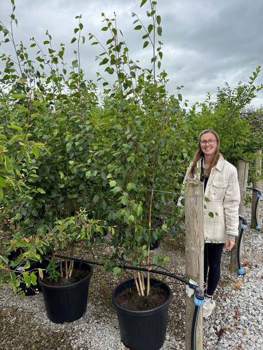 Betula Utilis Multi Stem 200-250cm