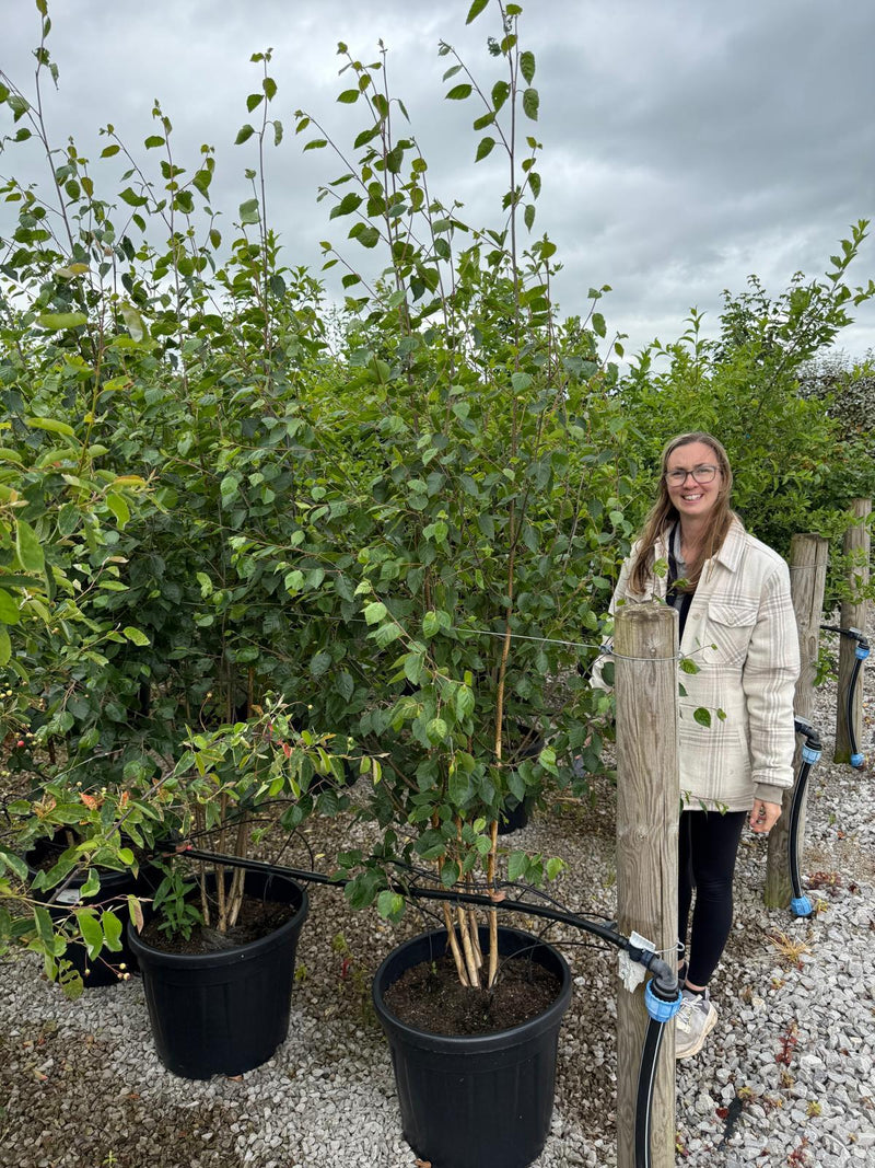 Betula Utilis Multi Stem 200-250cm
