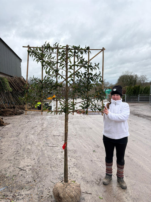 Prunus lusitanica Brenelia Pleached 10/12cm Girth 110cm Stem 120cm Wide x100cm Tall