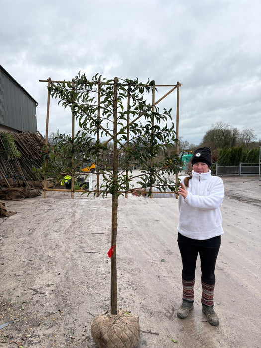 Prunus lusitanica Brenelia Pleached Root Ball 10/12cm Girth 110cm Stem 120Wx100T