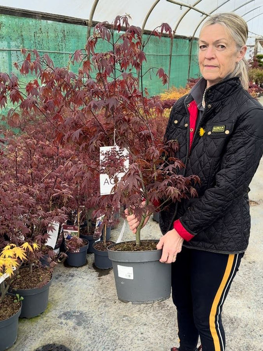 Acer palmatum Atropurpurea 10 Litre Pot