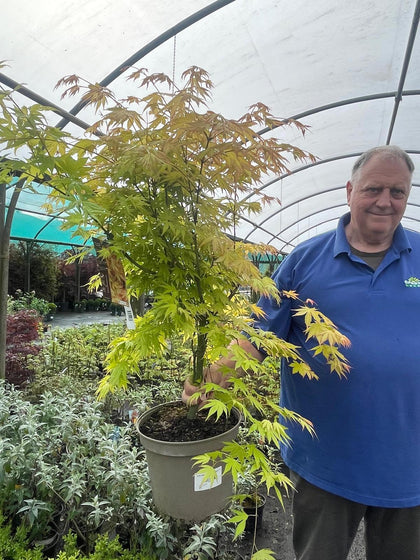 Acer palmatum Orange Dream 10 Litre