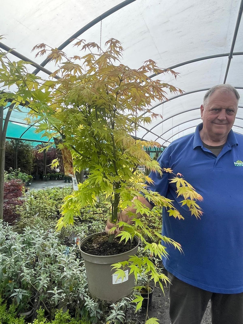 Acer palmatum Orange Dream 10 Litre