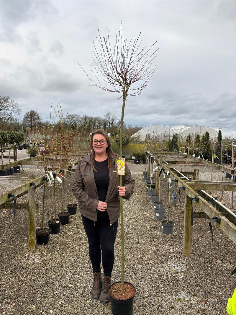 Salix integra Hakuro Nishiki Flamingo 7.5 Litre Pot 180cm Stem