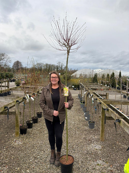 Salix integra Hakuro Nishiki Flamingo 7.5 Litre Pot 180cm Stem