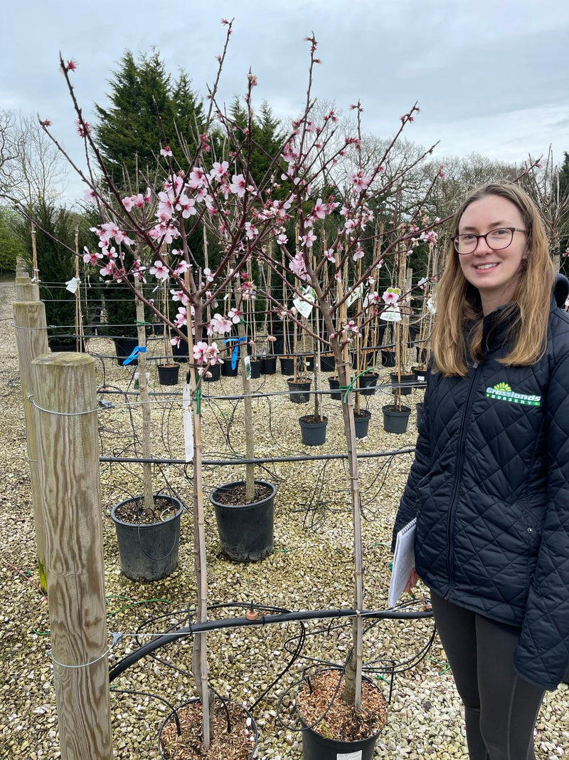 Prunus Amygdalus Angelique 10 Litre Pot Half Standard