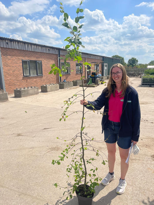 Hornbeam Or Carpinus Hedging 5 Litre Pot 150-175cm