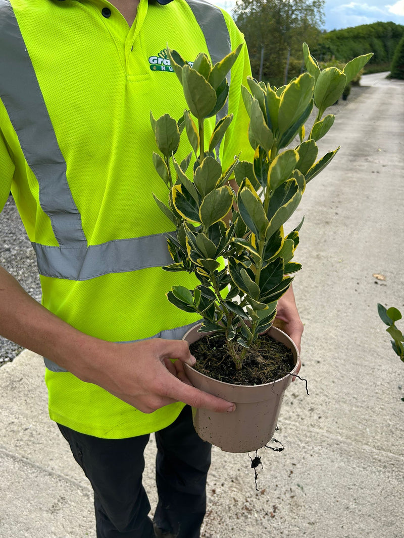 Euonymus Japonicus Marieke 2 Litre Pot