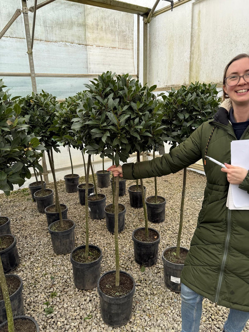 Laurus Nobilis 1/2 Std 10 Litre Pot 90-100cm Stem 45-50cm Head