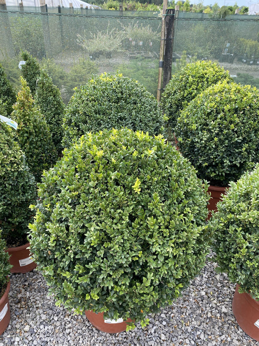 Buxus Ball 12 Litre Pot 40/45cm