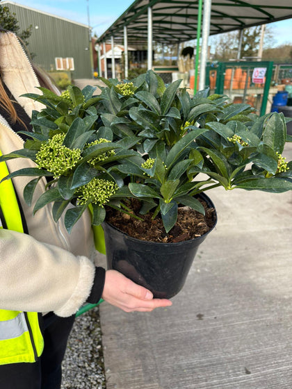 Skimmia Japonica Fragrant Cloud 5 Litre Pot
