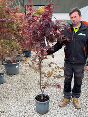 Acer Palmatum Bloodgood 15 Litre Pot