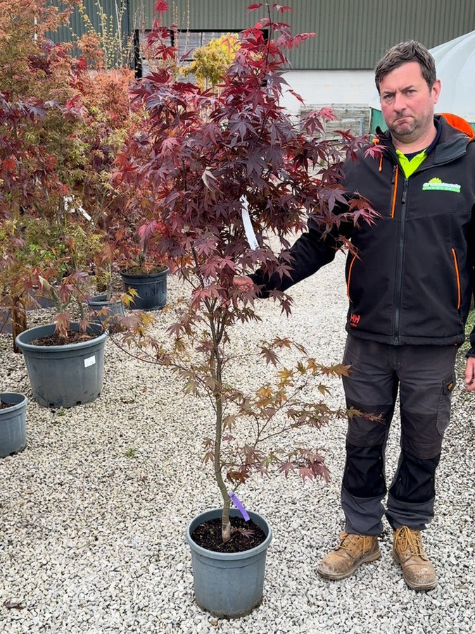 Acer Palmatum Bloodgood 15 Litre Pot