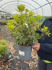 Pieris japonica Forest Flame 4.5 Litre Pot